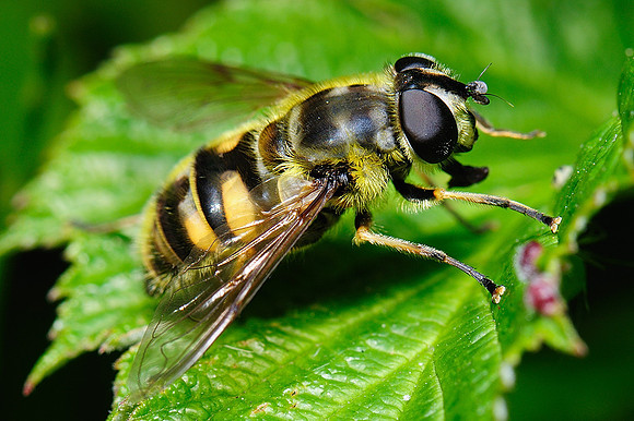 Myathropa florea