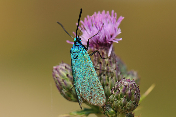 Adscita sp.