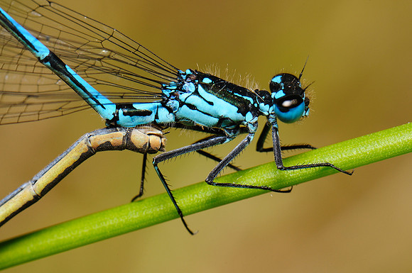 Coenagrion pulchellum
