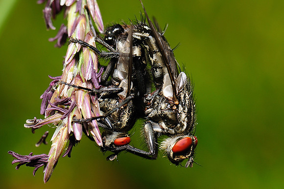 Sarcophaga carnaria