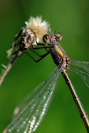 Lestes sp.