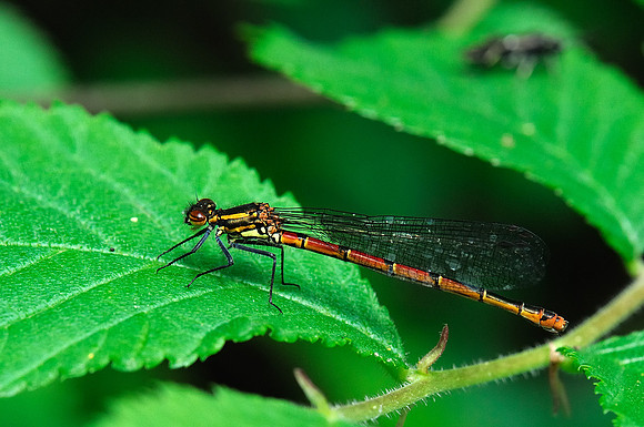 Pyrrhosoma nymphula
