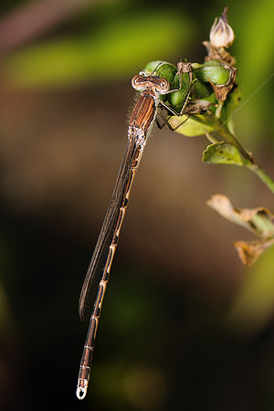 Sympecma fusca