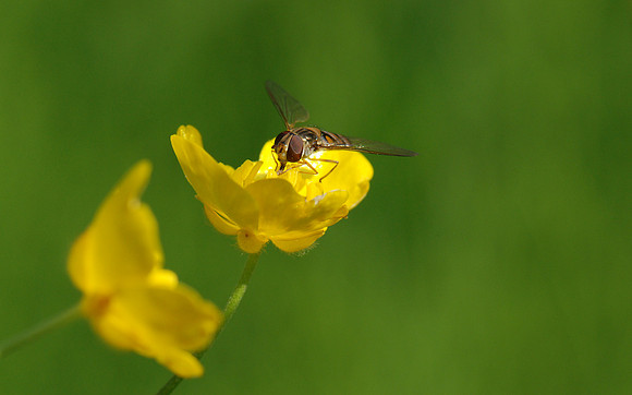 Episyrphus balteatus?