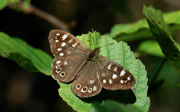 Pararge aegeria