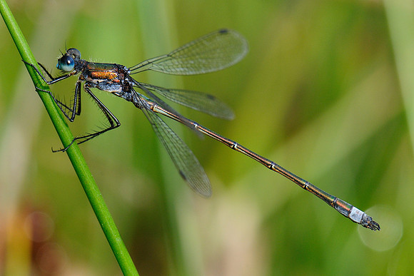 Lestes sponsa?