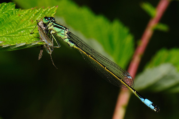 Ischnura elegans