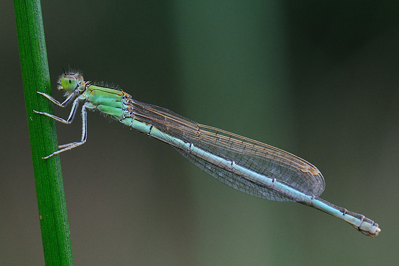 Ischnura pumilio