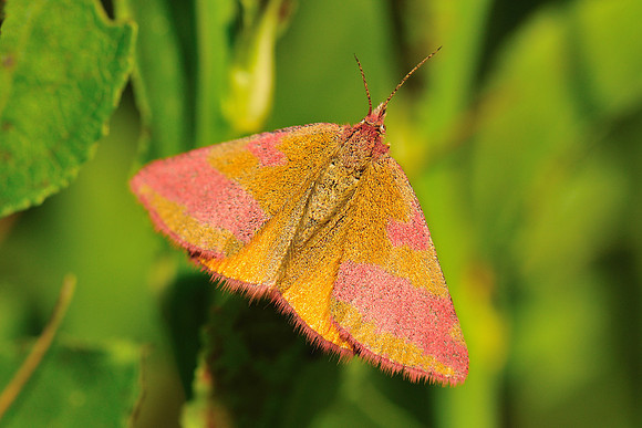 Lythria cruentaria