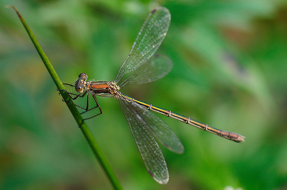 Lestes sp.