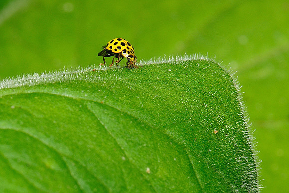Psyllobora vigintiduopunctata