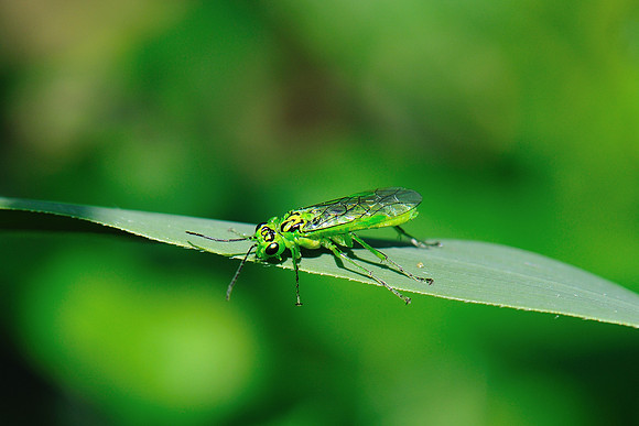 Rhogogaster punctulata