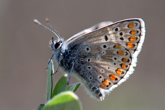 Plebejus argus