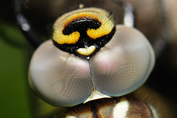 Aeshna sp.