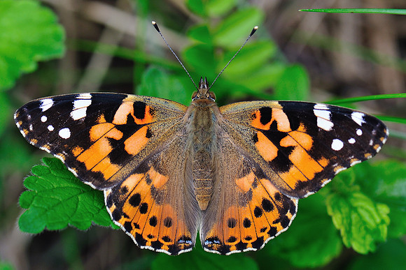 Vanessa cardui