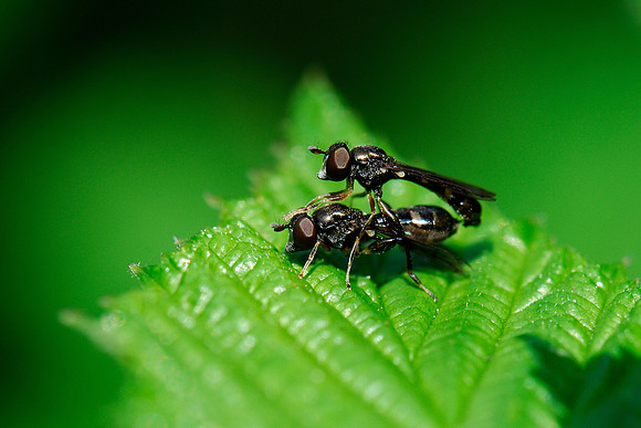 Neoascia podagrica