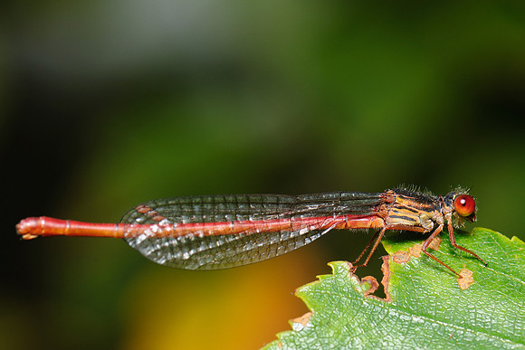 Ceriagrion tenellum
