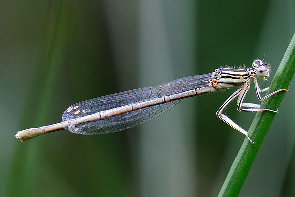 Platycnemis pennipes