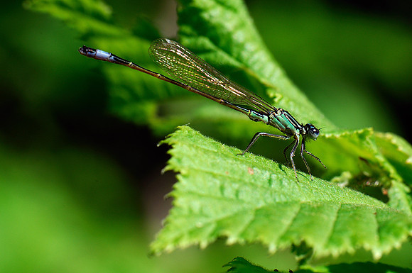 Ischnura elegans