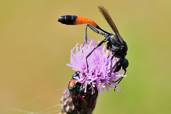 Ammophila pubescens?