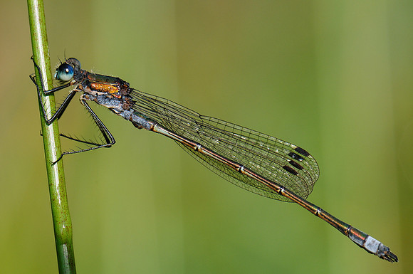 Lestes sponsa?