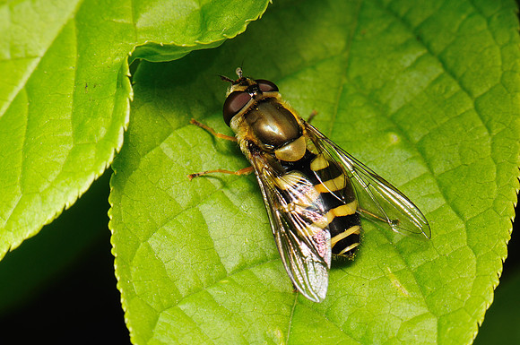 Syrphus sp.