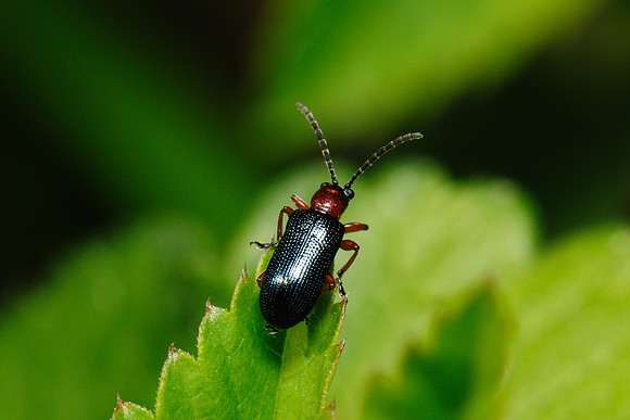 Oulema melanopus?