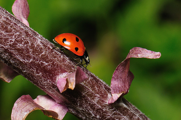 Coccinella septempunctata