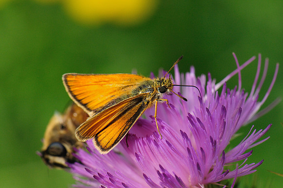 Thymelicus lineola?