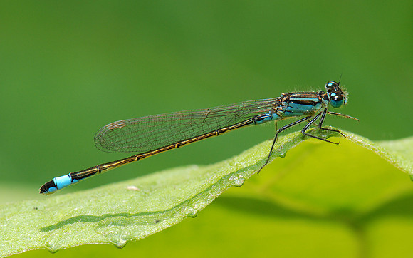 Ischnura elegans