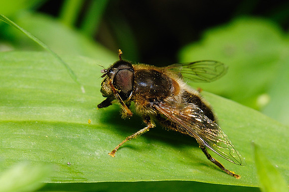 Eristalis sp.
