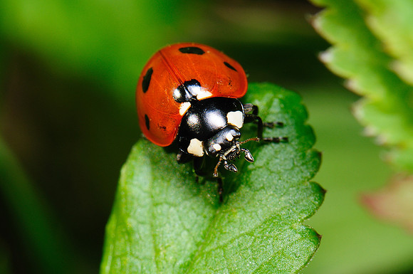 Coccinella septempunctata