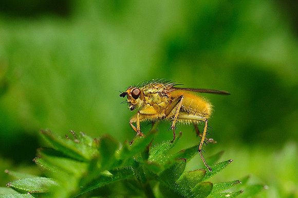 Scathophaga stercoraria