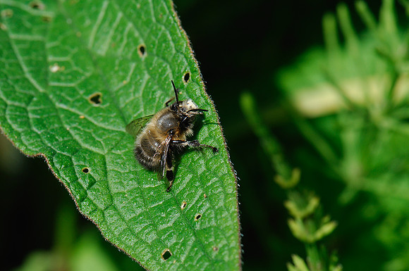 Anthophora plumipes