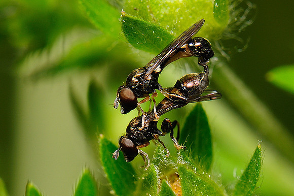 Neoascia podagrica