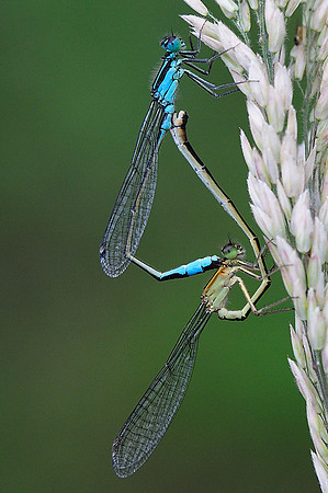 Ischnura elegans (f. infuscans obsoleta)