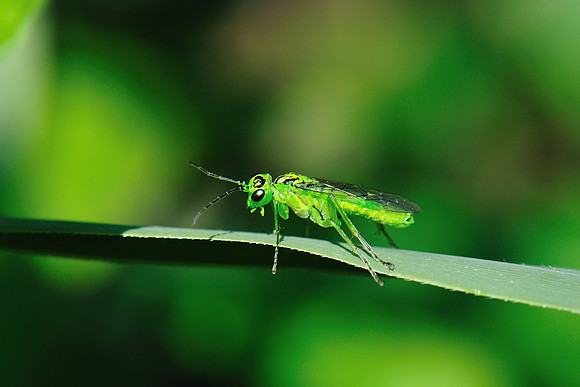 Rhogogaster punctulata