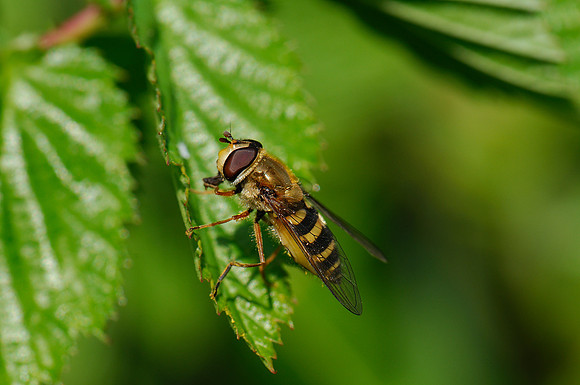 Syrphus sp.