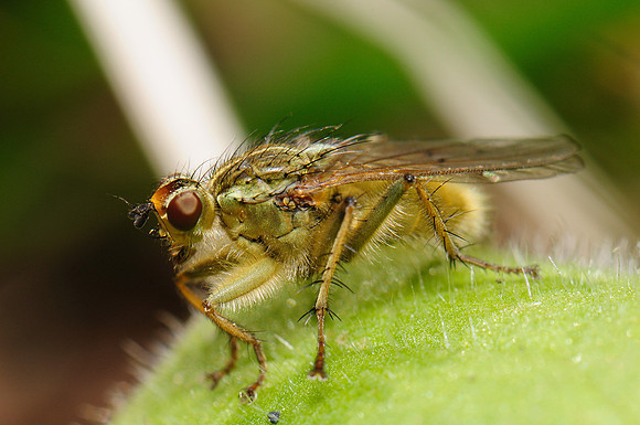 Scathophaga stercoraria