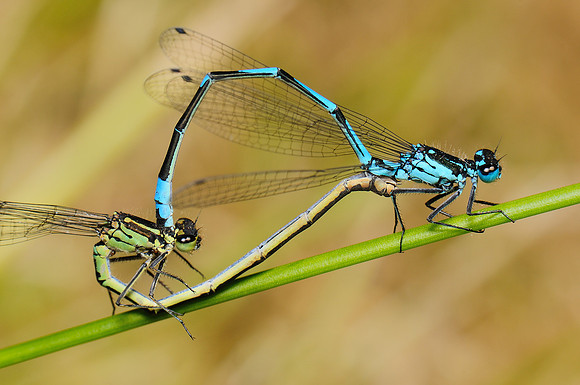 Coenagrion pulchellum