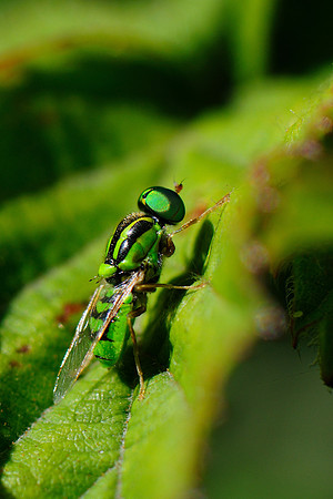 Oxycera trilineata