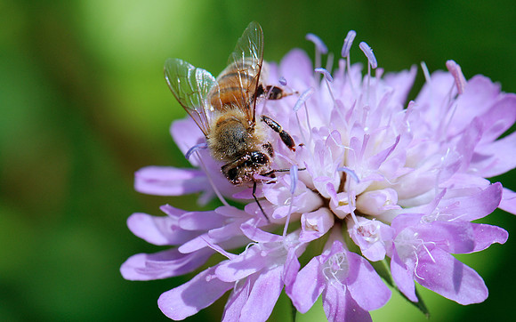 Apis mellifera
