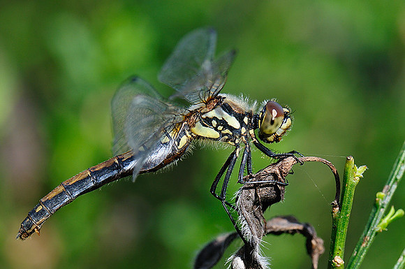 Sympetrum danae
