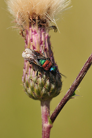 Hedychrum nobile