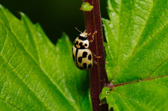 Propylea quatuordecimpunctata