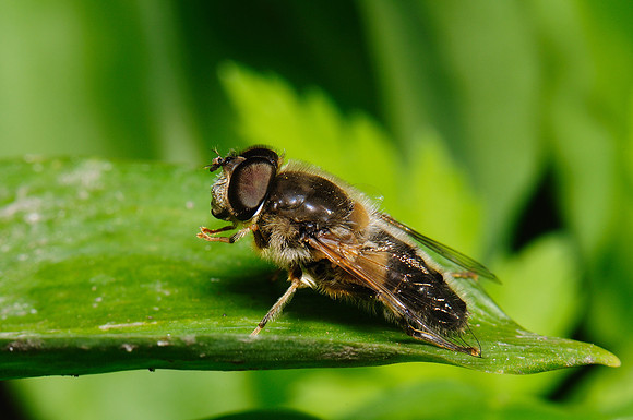 Eristalis pertinax?