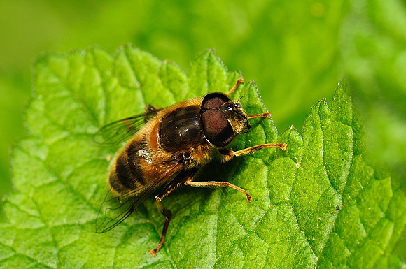 Eristalis sp.