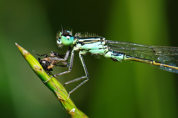 Ischnura elegans