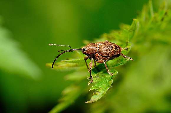 Curculio nucum