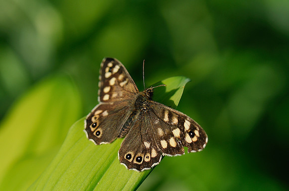 Pararge aegeria